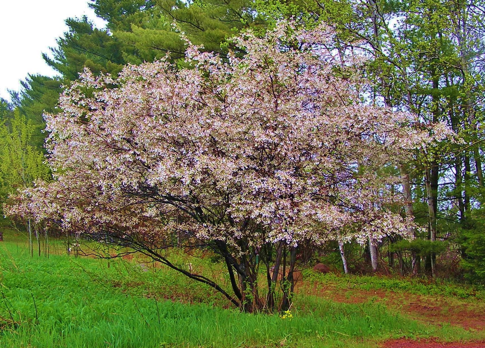 Fruit tree in bloom